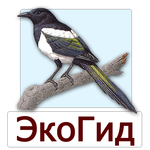 ЭкоГид: Птицы средней полосы России