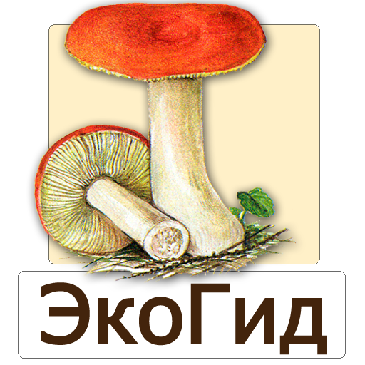 ЭкоГид: Грибы - Фото, Описания, Определитель