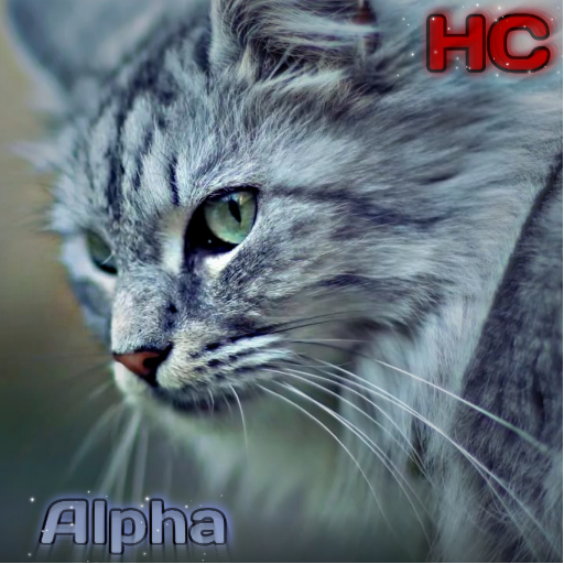 Heaven Cat
