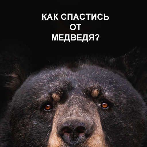 Как спастись от медведя